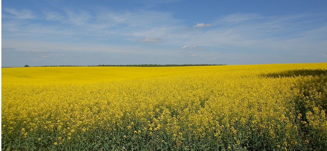 Идет запись на бесплатные курсы украинского языка в Кельце